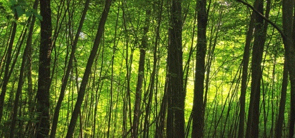 Bomen en bos